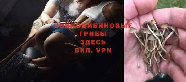крисы Алзамай